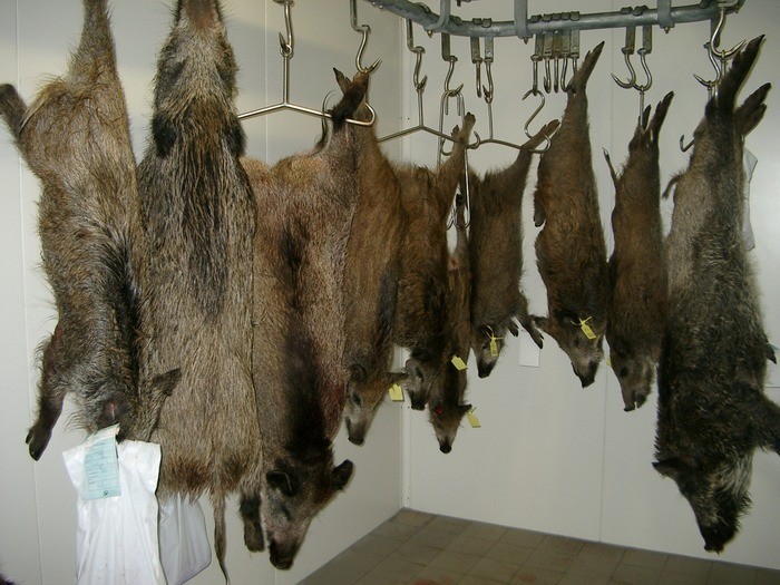 Erlegtes Schwarzwild in der Kühlkammer des Forstbetriebs Nürnberg. Foto: Blank