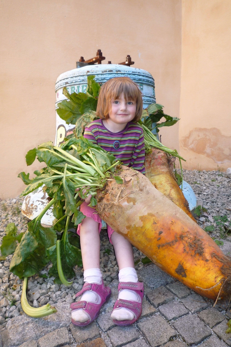 Riesige Rüben-Ernte - N-LAND