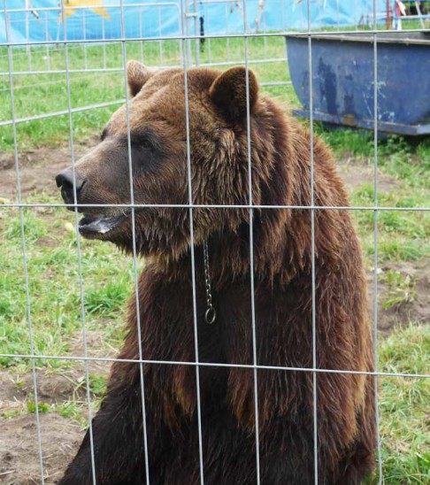 Er steht im Mittelpunkt der Streitigkeiten: Der russische Braunbär Ben. Ordnungsamt und Bayerischer Verwaltungsgerichtshof hatten einen Sicherheitsnachweis für das Tier gefordert. Ohne diesen durfte das Tier nicht an den Zirkusdarbietungen teilnehmen. Foto: Kappes