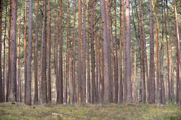 Sieht aus wie schlichter Steckerlaswald, ist aber ein wichtiges Biotop: Flechten und Kiefern sind in dem Areal am Birkensee beheimatet.