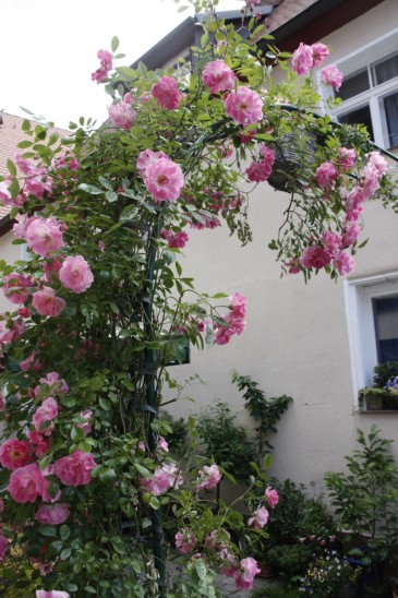 Übers mit Blumen geschmückte Gässchen beim „Schwarzen Adler“ spannt sich dank Frau Adämer ein Rosenbogen. Foto: A. Pitsch