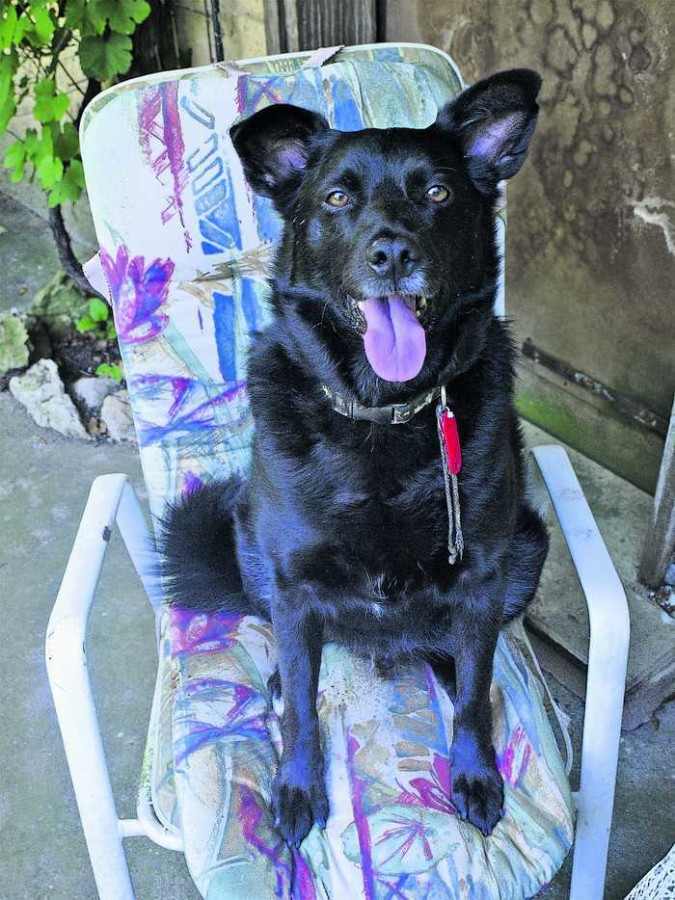 Hunde, die bellen, beißen nicht NLAND