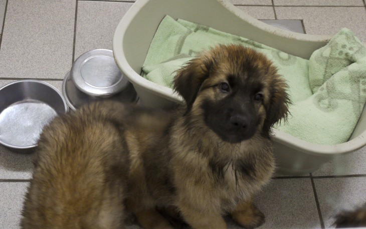 Die Behandlung der Welpen verschlang viel Geld. Noch immer sind die Leonberger, wie unser Bild zeigt, in Quarantäne hinter schützendem Glas, denn sie tragen den Parvovirose-Erreger noch immer in sich. Archivfoto: Degenhardt