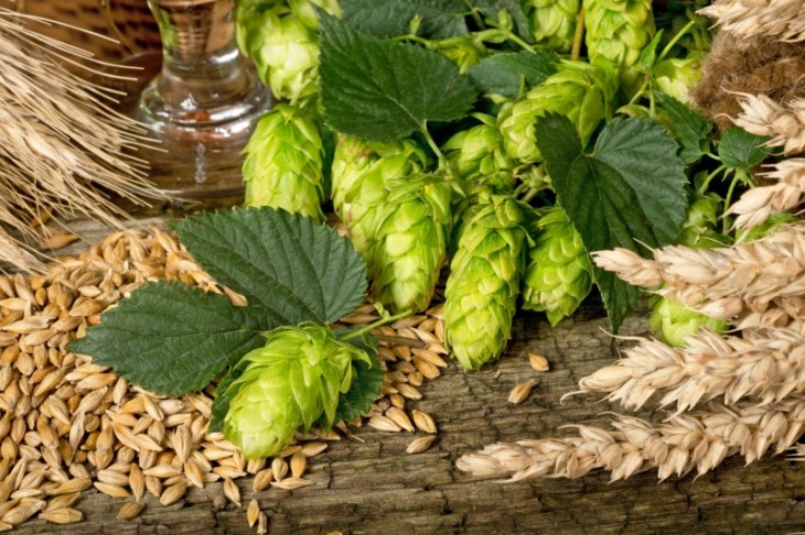 So schön grün ist er ja schon sehr hübsch, der Hopfen. Was man aber aus ihm machen kann, nämlich leckeres Bier, kann am Sonntag selbstverständlich auf dem Schlossplatz auch probiert werden. © Václav Mach - Fotolia.com