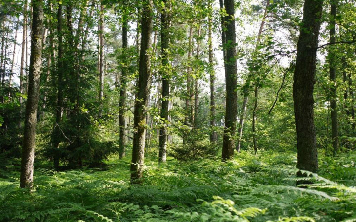 Wald oder Gewerbe an der Moserbrücke? Der Marktgemeinderat befasst sich erneut mit dem Thema.