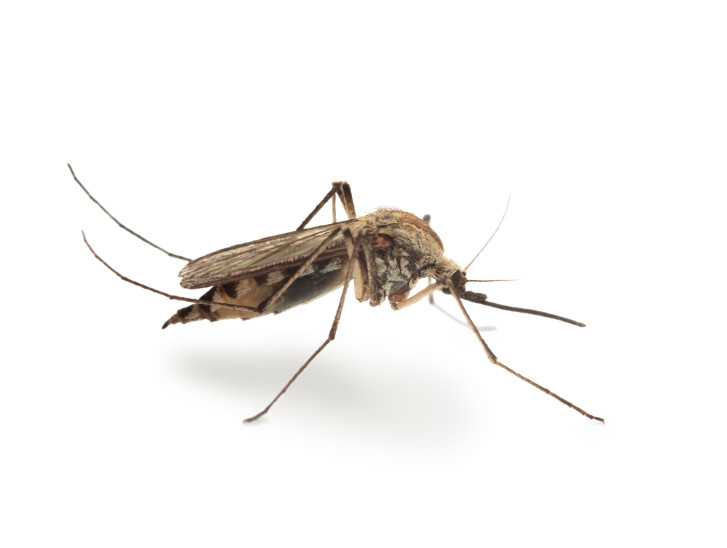 Culex pipiens, im Volksmund auch gemeine Stechmücke genannt, ist eine der in Europa häufigsten Arten in der Familie der Stechmücken. Forscher wollen nun herausfinden, inwieweit die Konkurrenz durch tropische Mücken zunimmt und welche übertragbaren Krankenheiten damit einhergehen