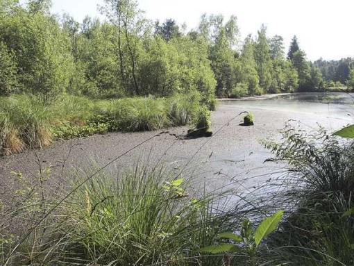 Der Wasserstand im Moor ist deutlich zurückgegangen. Jetzt will man mit baulichen Maßnahmen die Wasserhaltung in dem Gebiet verbessern.