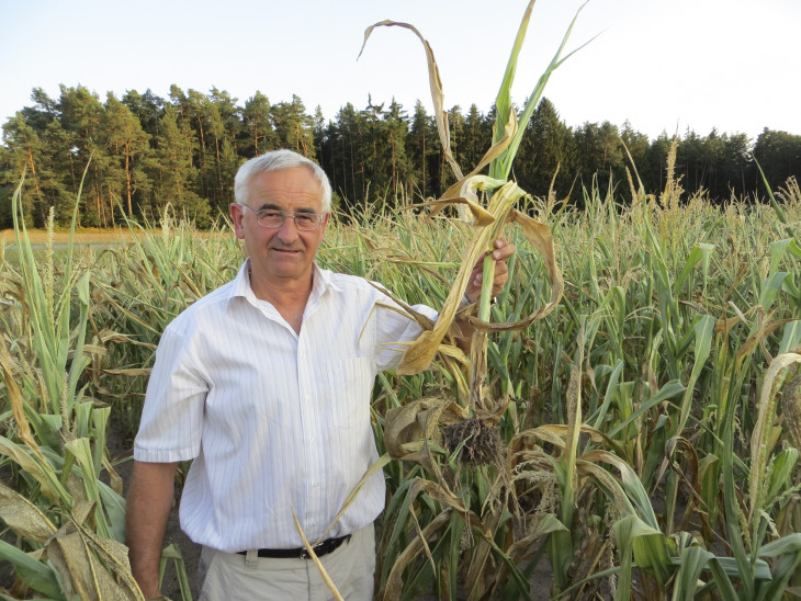 Landwirtschaftsdirektor Werner Wolf mit einer völlig verkümmerten Maispflanze. Normalerweise müsste diese eine stattliche Höhe von drei Metern und einen prallen Kolben haben