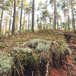 In der Geißlach, nicht weit vom Birkensee, wachsen seltene – und folglich geschützte – Flechten.