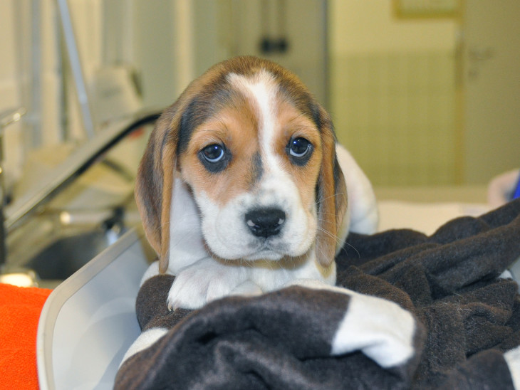 15 von insgesamt 215 Welpen aus dem Schmuggeltransport landeten im Tierheim Feucht. Drei sind mittlerweile verstorben. Dieser Beagle ist ebenfalls krank und wird gepflegt. Das Foto zeigt ihm bei der Gewichtskontrolle in der Quarantänestation des Tierheims. Bislang können die Hundebabys noch nicht vermittelt werden.