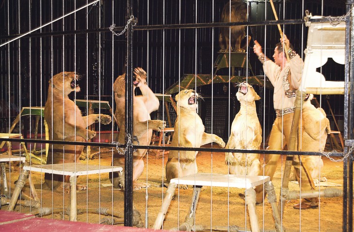 Die Löwen gehören beim Circus Krone zu den Stars der Manege. Tierschützer fordern allerdings, dass Wildtiere in Zirkussen generell verboten werden. Das Bild entstand beim Laufer Gastspiel 2005.