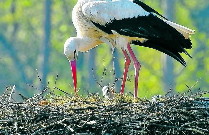 Der Ottensooser Storchenvater Winfried mit seinen zwei kleinen Vogelbabys im Nest.