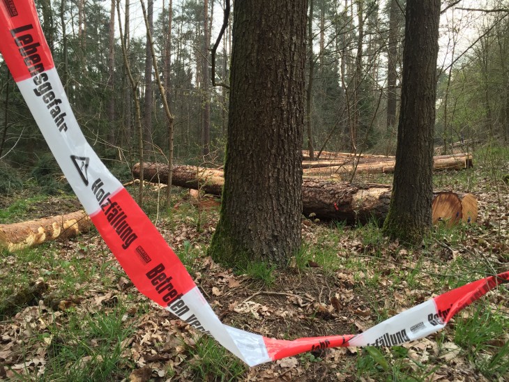 Der Holzeinschlag am Steinberg hat nichts mit dem geplanten Neubaugebiet zu tun.