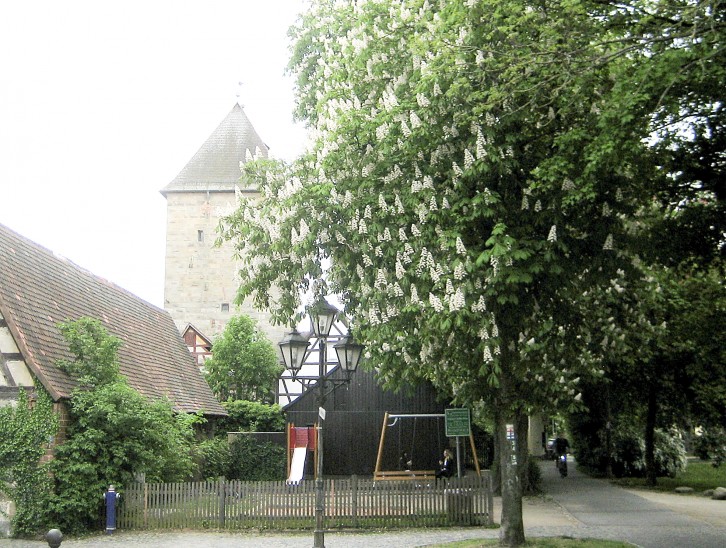 Altdorf war der erste Standort in Deutschland, an dem im 17. Jahrhundert Kastanien angepflanzt wurden. Heute prägen die Bäume das Stadtbild und sind in ganz Mitteleueropa verbreitet.