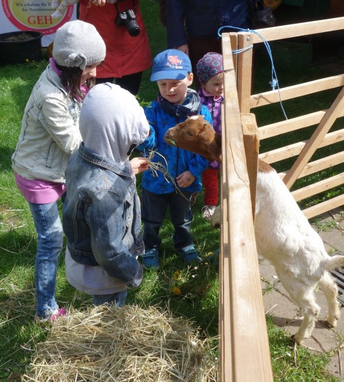 Hauptattraktion des Schaffestes sind immer wieder die Vierbeiner, ob Lama, Schaf oder Ziege, die sich gerne von den Kindern die saftigsten Bissen kredenzen lassen. Foto: U. Scharrer