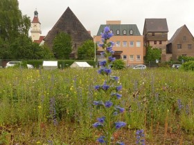 Momentan ist das Schickedanz-Areal eine Bienenweide. Künftig sollen dort Wohnungen und Läden entstehen. Wie und was genau, ist noch offen. Foto: J. Ruppert