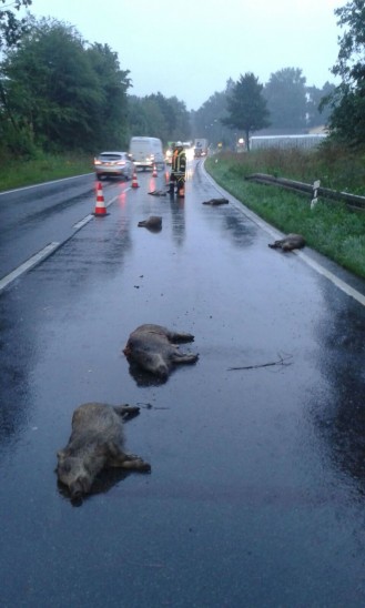 Acht Wildschweine wurden heute morgen überfahren.