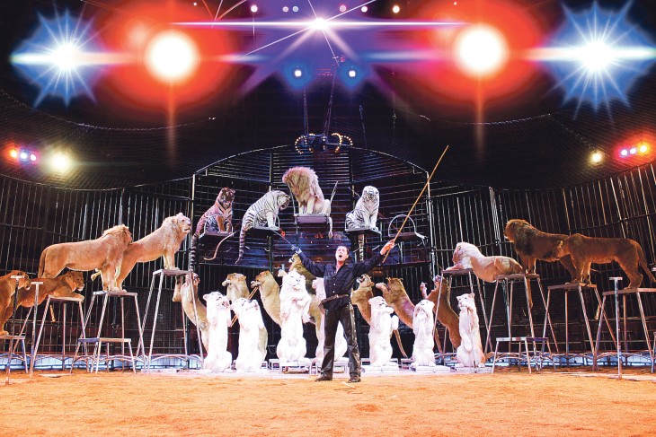 Martin Lacey mit seiner berühmten Raubtierdressur. Den ersten weißen Löwen gab es im Zirkus Krone 2001. Mittlerweile hat der Zirkus 25 – allesamt Zuchterfolge der vergangenen Jahre.