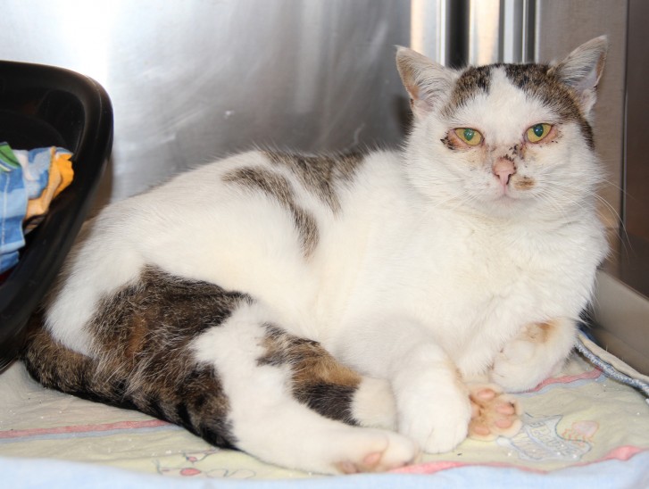 Dass diese wildlebende Katze krank ist, sieht man an ihren entzündeten Augen. In ihrem Bauch trägt sie Nachwuchs, was sie zusätzlich schwächt. Das Tierheim hofft, möglichst viele der wilden Vierbeiner vor einem solchen Schicksal zu bewahren.