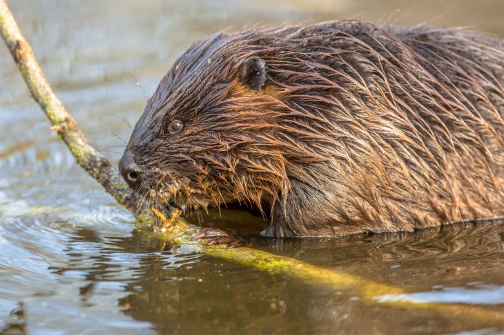 Seit einigen Jahren gibt es wieder Biber am Birkensee. Die Population wächst stetig, was einigen Leuten missfällt. Unbekannte haben jetzt Bäume mit Nägeln gespickt. Foto: Fotolia