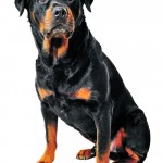 Auch die Besitzer von Rottweilern trifft die Steuererhöhung.
