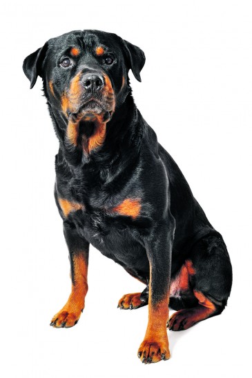 Auch die Besitzer von Rottweilern trifft die Steuererhöhung.