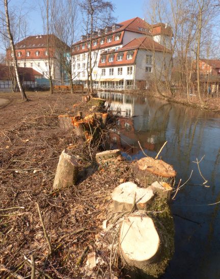 Von den schönen Uferbäumen entlang der Pegnitz sind nur noch die Stümpfe übrig geblieben.