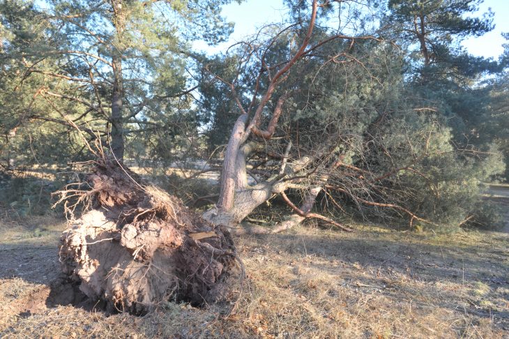 Was der Wind Was der Wind anrichten kann, zeigt dieses Archivbild aus dem Schutzgebiet am Kleinen Birkensee. Eine Kiefer doch diese Kiefer vom Sturm umgeworfen.