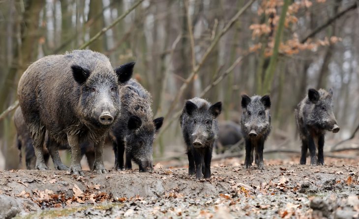 Besonders gefährlich, wenn sie sich in die Enge getrieben fühlen: Eine Bache oder Rotte mit Nachwuchs.