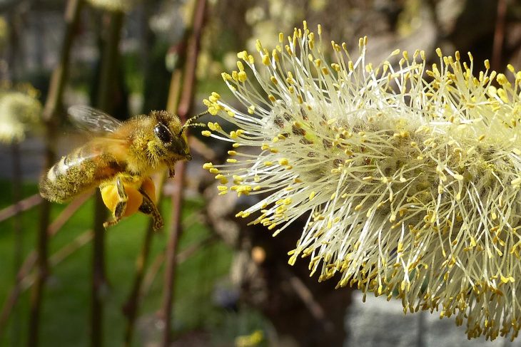 „Honig vom Imker kaufen ist Umweltschutz. Wir brauchen Bienen zur Bestäubung unserer Pflanzen“, sagt Kukula, Lehrer der Umweltklasse. Diese Biene staubt beim Bestäuben ordentlich Pollen ab.