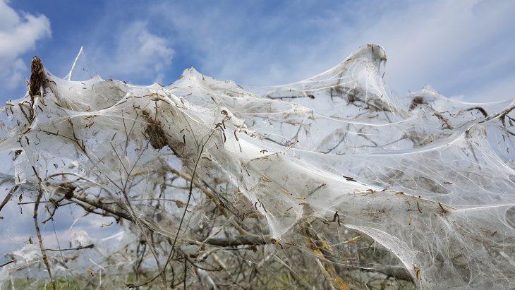 Auf dem Feldweg zwischen Altensittenbach und Hansgörgl steht dieser eingewebte Baum.