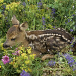 Rehkitze verbergen sich im hohen Gras und fliehen nicht, wenn die Mähmaschine kommt. Naturschützer und Jäger bitten darum, in der Kinderstube des Wildes Rücksicht walten zu lassen. Vor der Mahd sollten Landwirte die Flächen abgehen.