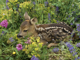 Rehkitze verbergen sich im hohen Gras und fliehen nicht, wenn die Mähmaschine kommt. Naturschützer und Jäger bitten darum, in der Kinderstube des Wildes Rücksicht walten zu lassen. Vor der Mahd sollten Landwirte die Flächen abgehen.