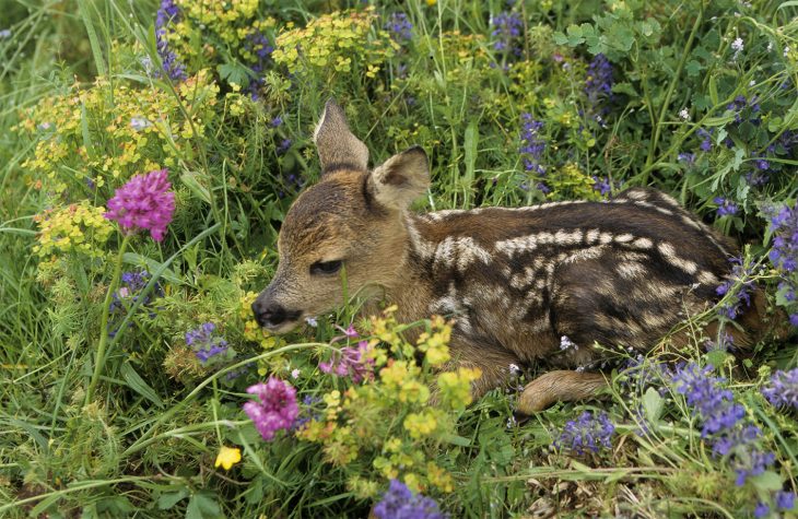 Rehkitze verbergen sich im hohen Gras und fliehen nicht, wenn die Mähmaschine kommt. Naturschützer und Jäger bitten darum, in der Kinderstube des Wildes Rücksicht walten zu lassen. Vor der Mahd sollten Landwirte die Flächen abgehen.