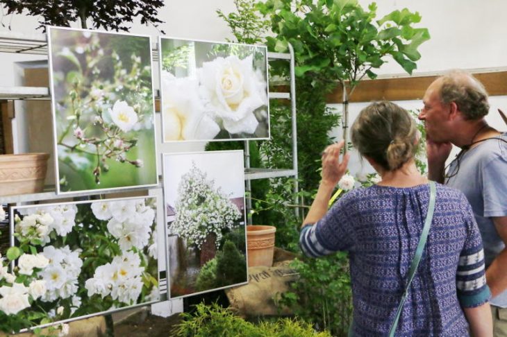 Intensiv schauten sich die Besucher die Fotos der weißen Rosen an.