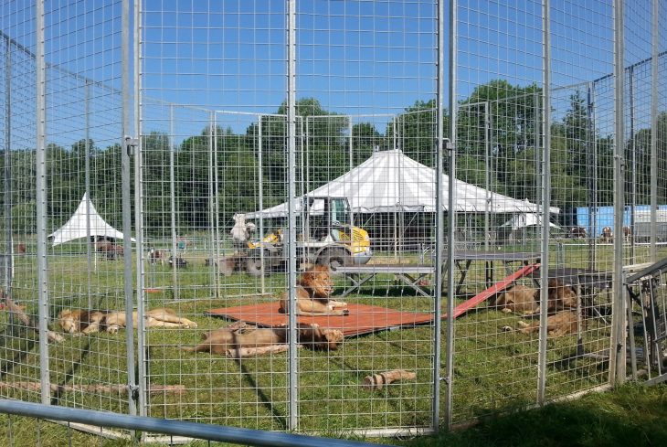 Für die fünf Löwen hatte der Zirkus Althoff ein Gehege auf einer Privatwiese im Pegnitzgrund aufgebaut.