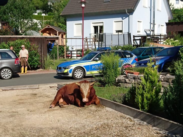Hier zwang das Betäubungsmittel den Stier schon in die Knie.