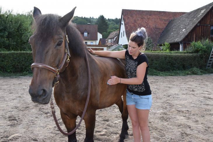 Ausdruck völliger Entspannung: Wallach Paul legt die Ohren an und konzentriert sich voll auf die Behandlung von Eva Leykauf.