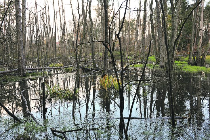 Ein echtes Biber-Paradies entstand in einem kleinen Wäldchen bei Schwaig südlich der A3 auf der Nürnberger Seite.