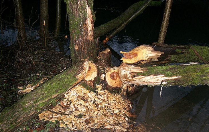 Einige stattliche Bäume am Happurger Bach sind anscheinend einem Biber zum Opfer gefallen.