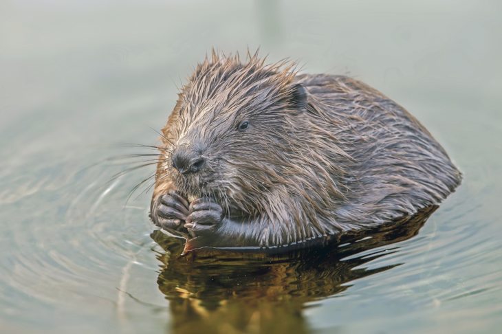 Der Biber ist das zweitgrößte Nagetier der Welt. In Bayern gibt es inzwischen wieder rund 20 000 Exemplare, nachdem der Bund Naturschutz Anfang der 80er Jahre 120 Tiere aus Russland und Skandinavien an verschiedenen Stellen im Freistaat ausgesetzt hatte.