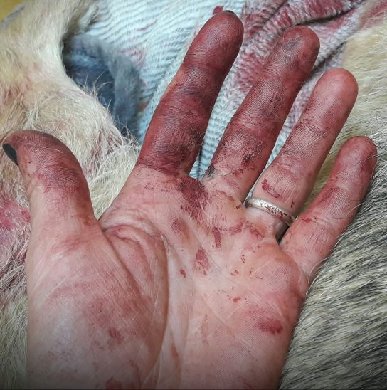 Das Bild ihrer mit Hundeblut verschmierten Hand hat Deniz Inan auf Facebook gepostet.