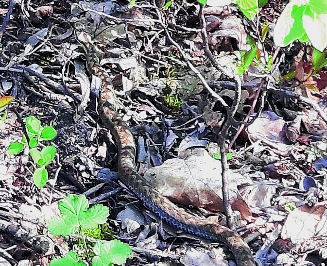 Eine Kreuzotter im Wald am Jägersee: Unsere Leserin Melanie Neubert hat in der Gegend bereits mehrfach Schlangen gesehen und fotografiert.