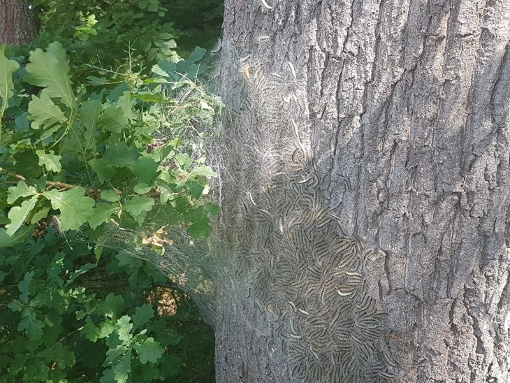 Bei diesen Raupen handelt es sich um Eichenprozessionsspinner. Ihre Haare können heftige allergische Reaktionen bis zum allergischen Schock auslösen. Die Insekten kommen nur an Eichen vor. Betroffene Bäume soll man meiden.