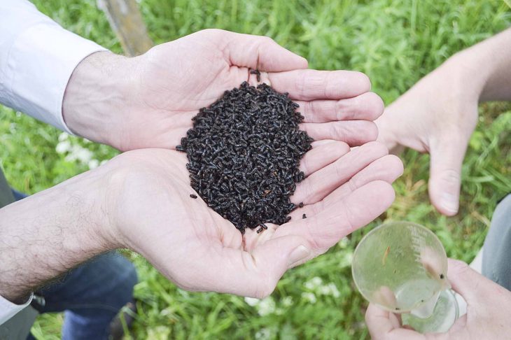 Kaum zu glauben: Diese winzigen Borkenkäfer bringen in kurzer Zeit ganze Fichten um. Das AELF kontrolliert mit Fallen laufend die Entwicklung. Foto: AELF