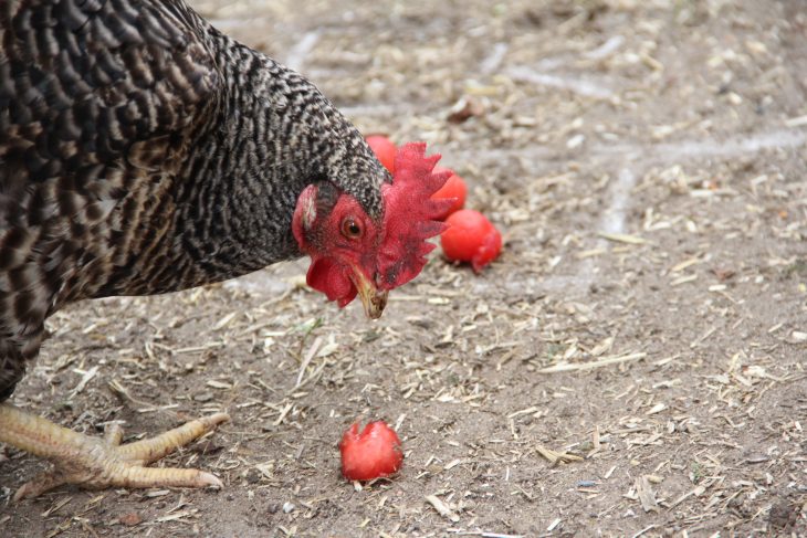 Dolores pickt zu: Jede gefressene Wassermelonenkugel zählt als Treffer für die deutsche Mannschaft.