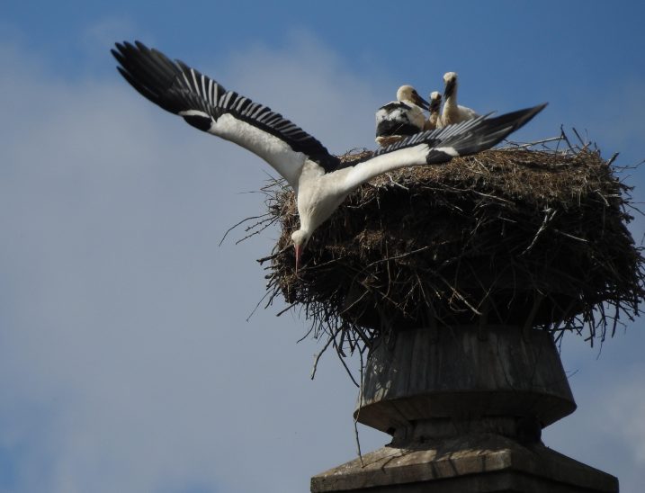 Die Ottensooser Storchenmama Anna fliegt los, um Nahrung zu holen. Im Nest sind gut erkennbar nur noch drei Jungstörche geblieben.