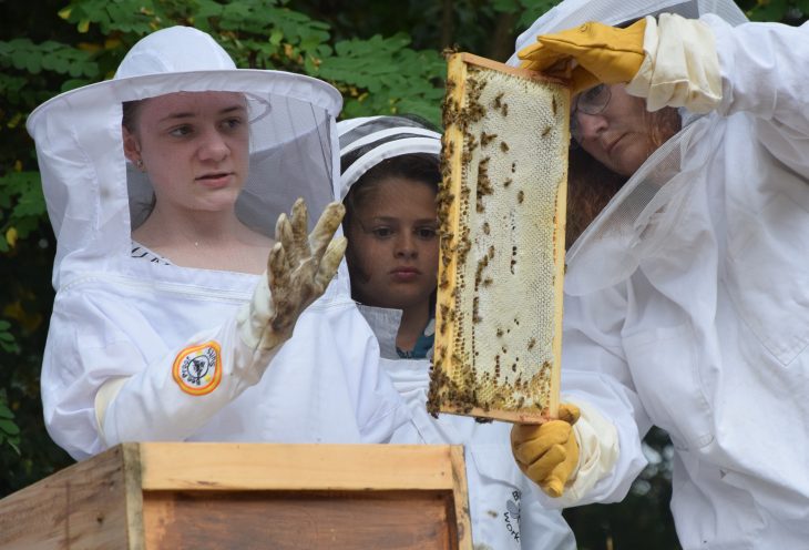 Schülerin Marlene (l.) erklärt den Grundschülern wie die Honigwaben aufgebaut sind. Ihr Klassenkamerad Toni (m.) und Hobbyimkerin Dagmar Raum (r.) assistieren ihr dabei.