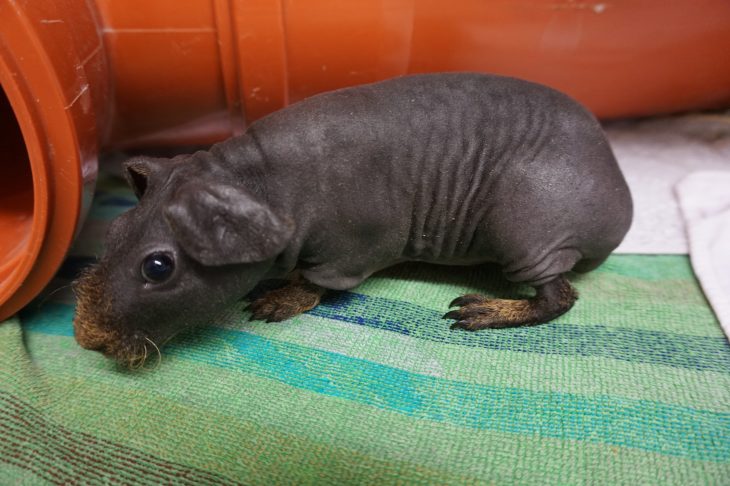 Das Foto zeigt eines der Meerschweinchen, die überlebt haben.