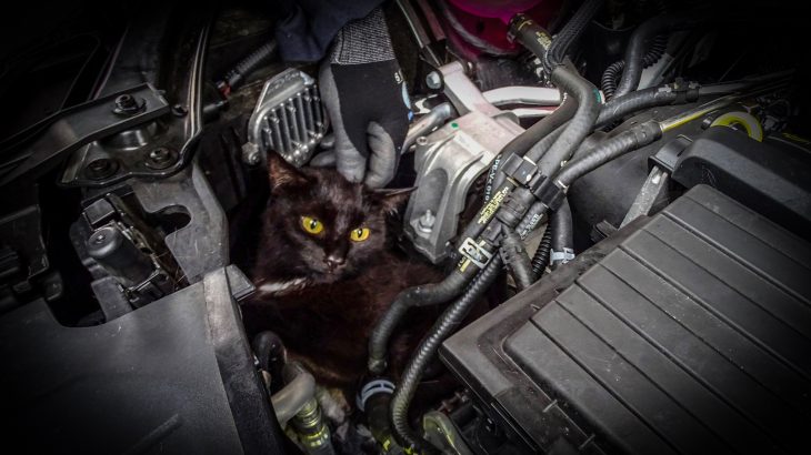 In einer besonders misslichen Lage fanden die Laufer Feuerwehrleute diese Katze.